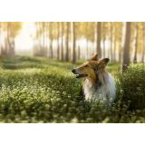 Lightcolor Photography