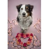 Lightcolor Photography