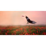 Lightcolor Photography