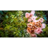 Con gli occhi di Altair