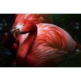 GIANNETTO NATASKA SILVANA